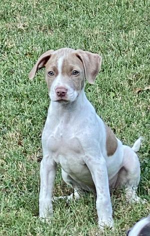 A white and brown puppy sitting on a grassy field.