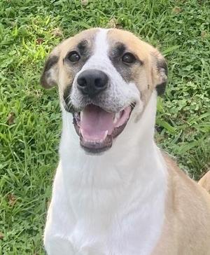 Mindy, Anatolian Shepherd, adult, available for adoption