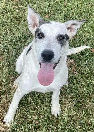 Jacky, Shepherd, young, available for adoption