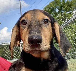 Hunter, Hound, young, available for adoption