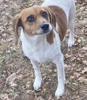 A brown and white dog standing on a leaf-covered ground, looking directly at the camera.