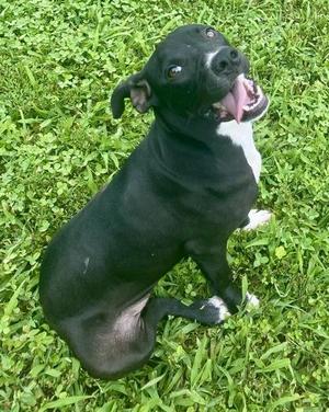Kiona, Pit Bull Terrier, young, available for adoption