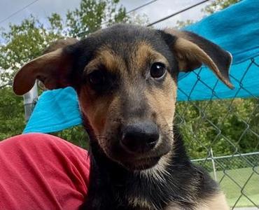 Jacinda, German Shepherd Dog, young, available for adoption
