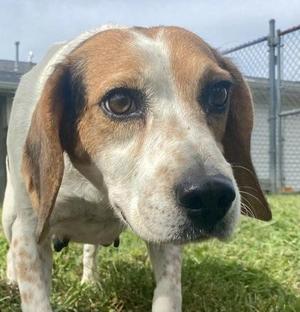 Emily, Beagle, adult, available for adoption