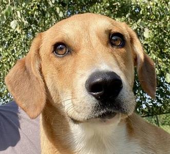 Lyndon, Shepherd, young, available for adoption