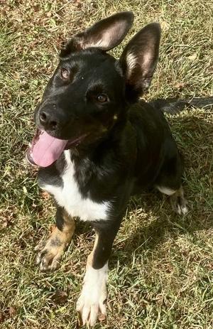 Sam, German Shepherd Dog, young, available for adoption