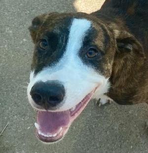 Dallas, Pit Bull Terrier, young, available for adoption