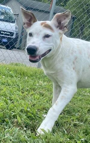 Novia, Australian Cattle Dog / Blue Heeler, young, available for adoption