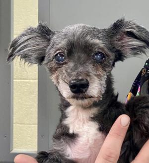 Rog (Roger), Yorkshire Terrier / Poodle (Toy), senior, available for adoption