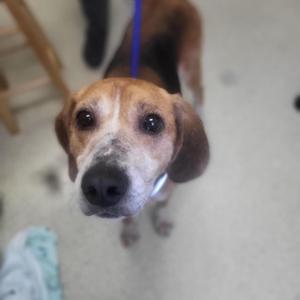 Biscuit, Hound, adult, available for adoption