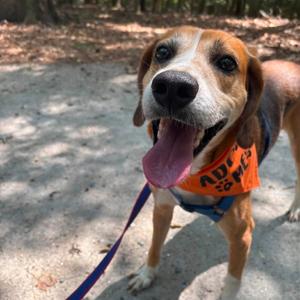 Biscuit, Hound, adult, available for adoption