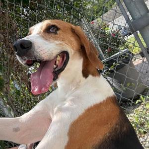 Beef Stew, Hound, adult, available for adoption