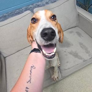 Beef Stew, Hound, adult, available for adoption