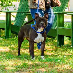 Maxine, Terrier, Pit Bull, young, available for adoption