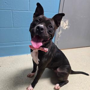 Maxine, Terrier, Pit Bull, young, available for adoption