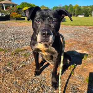 Eclipse, Mixed Breed (Medium), senior, available for adoption