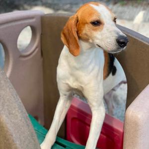 Boone (CB4), Hound, adult, available for adoption