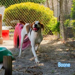Boone (CB4), Hound, adult, available for adoption