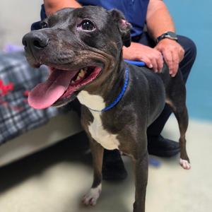 Fancy, Mixed Breed (Medium), adult, available for adoption