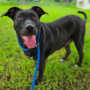 Big Lady (Mollie), Terrier, Pit Bull, adult, available for adoption