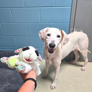 LambChop, Hound, senior, available for adoption