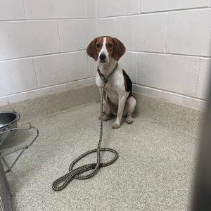 Hydrangea, Beagle, young, available for adoption