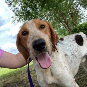 Miles, Coonhound, Treeing Walker, adult, available for adoption
