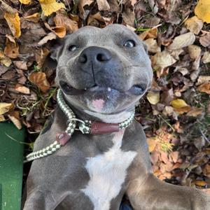 Gatling, Mixed Breed (Medium), young, available for adoption