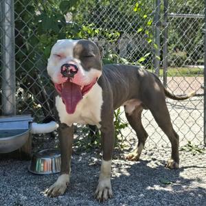 Brad Pitt, Terrier, Pit Bull, young, available for adoption