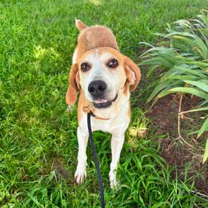 Buck, Hound, adult, available for adoption