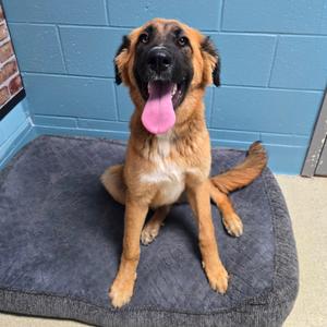 Annie, Shepherd, young, available for adoption