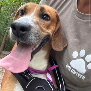 Buster, Hound, adult, available for adoption
