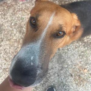 Buster, Hound, adult, available for adoption