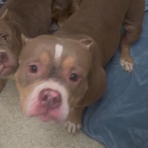 Marlie the Meatloaf, Terrier, Pit Bull, adult, available for adoption