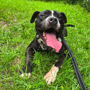 Deebo, Mixed Breed (Large), young, available for adoption