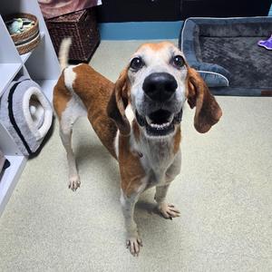 Jesse, Hound, adult, available for adoption