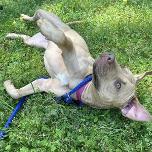 Callie, Terrier, American Pit Bull, adult, available for adoption
