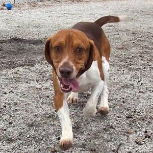 A brown and white dog with its tongue hanging out is walking towards the camera on a gravelly surface.