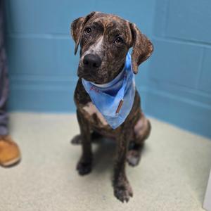 Cashmere, Hound, Plott, available for adoption