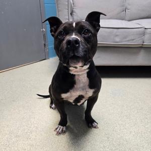 Elle, Terrier, Pit Bull, adult, available for adoption