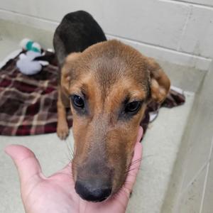 Bear, Mixed Breed (Large), available for adoption