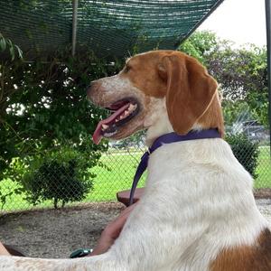 Asher, Coonhound, Treeing Walker, adult, available for adoption
