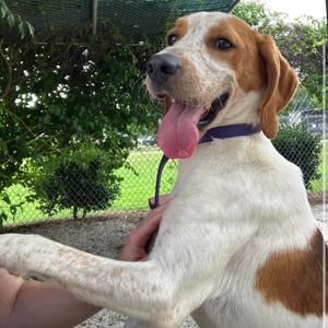 Asher, Coonhound, Treeing Walker, adult, available for adoption
