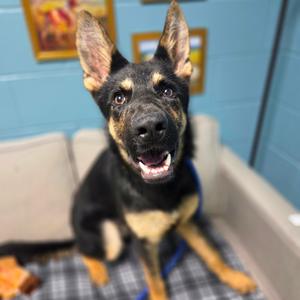 Blitzen, Shepherd, German, available for adoption