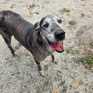 A gray and black spotted dog with a happy expression, standing on a gravel surface.