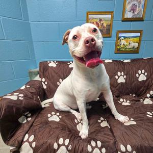Lace Agate, Terrier, Pit Bull, adult, available for adoption