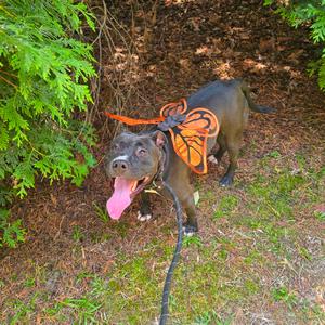 Jennay, Terrier, Pit Bull, young, available for adoption