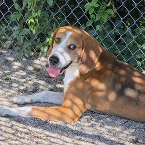 Brute, Hound, adult, available for adoption
