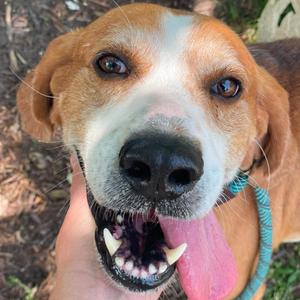 Brute, Hound, adult, available for adoption