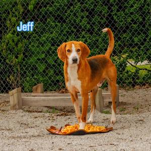 Jeff (CB3), Hound, adult, available for adoption